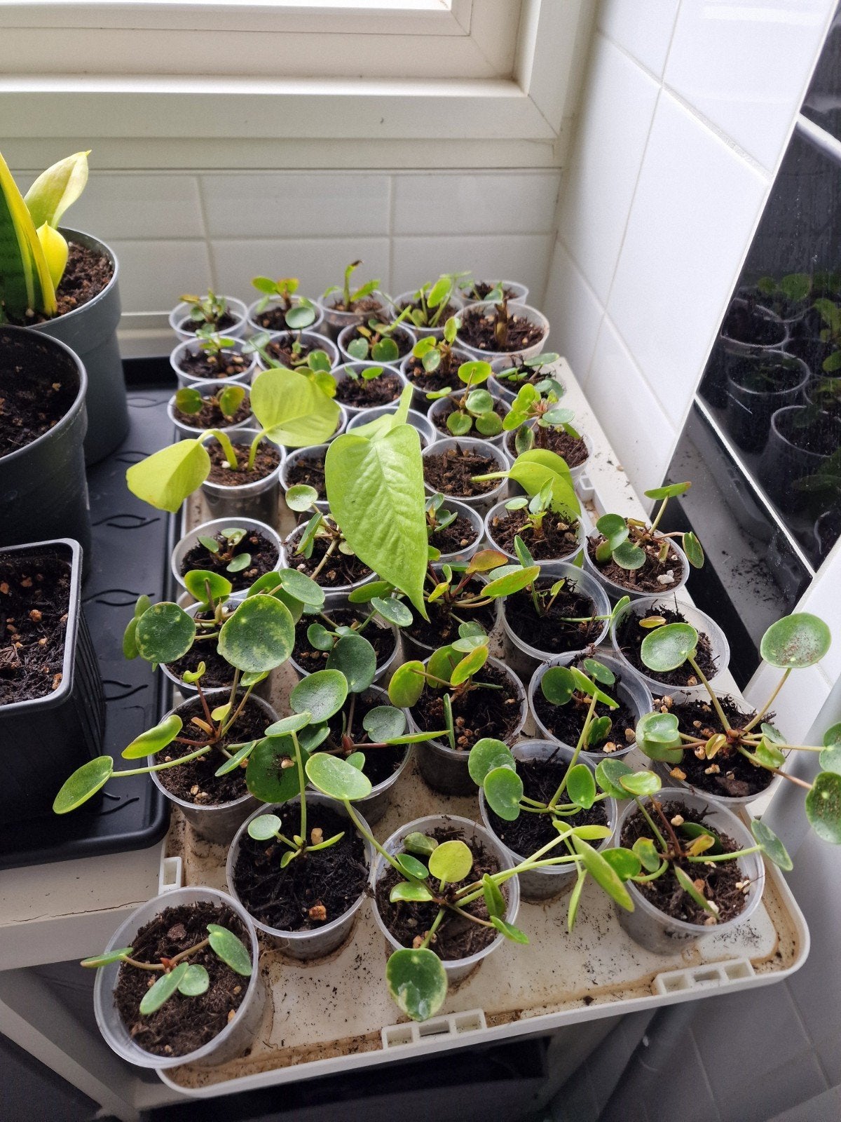 35 Pannenkoekplant stekjes - Pilea Peperomioides, Huis en Inrichting, Kamerplanten, Ophalen, Halfschaduw, Minder dan 100 cm