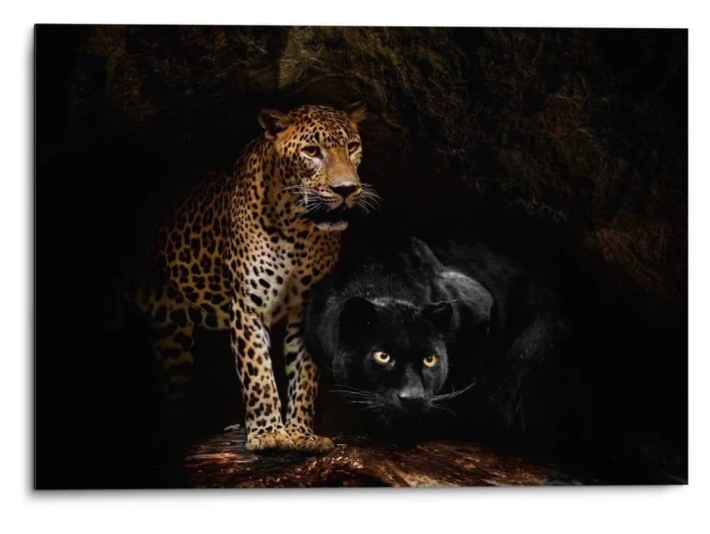 Caved Cats Alufine print Reinders, Nieuw, 125 cm of meer, Ophalen of Verzenden, Print