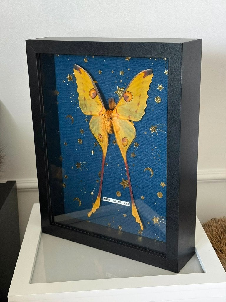 Opgezette Madagascan Moon Moth taxidermie, Verzamelen, Dierenverzamelingen, Ophalen of Verzenden, Zo goed als nieuw, Insect, Opgezet dier