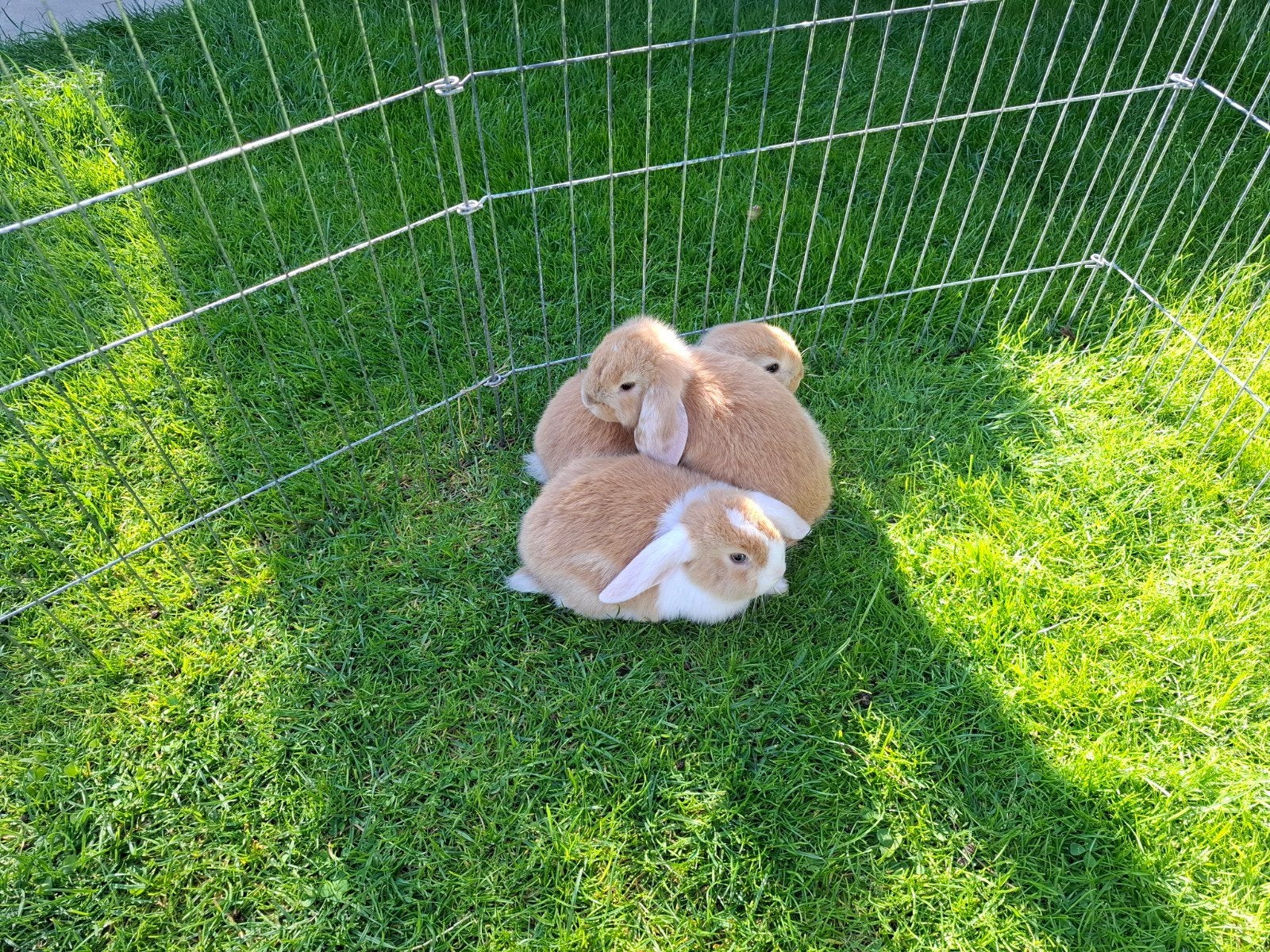 Dit rammetje konijn zoekt een lief baasje, Mannelijk, Groot, Hangoor, 0 tot 2 jaar