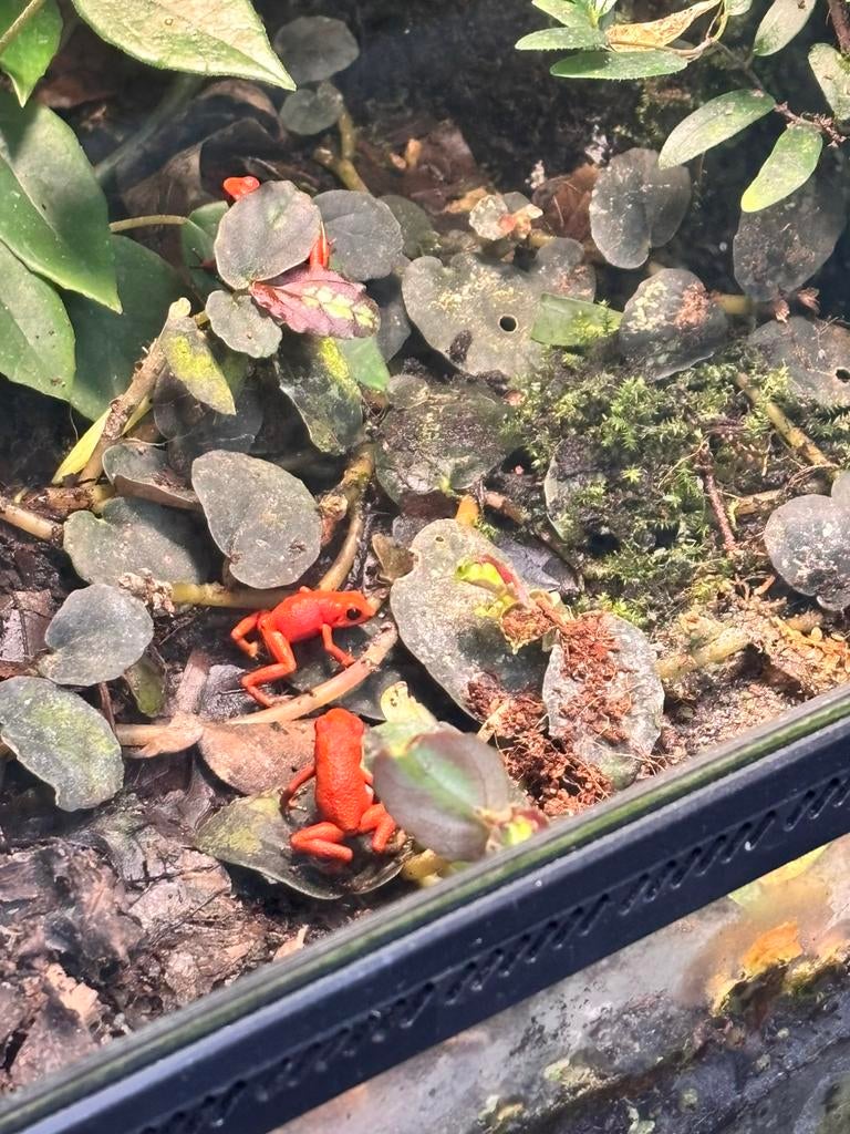 Oophaga Pumilio “Nancy” 0.0.4, Dieren en Toebehoren, Slang, 0 tot 2 jaar