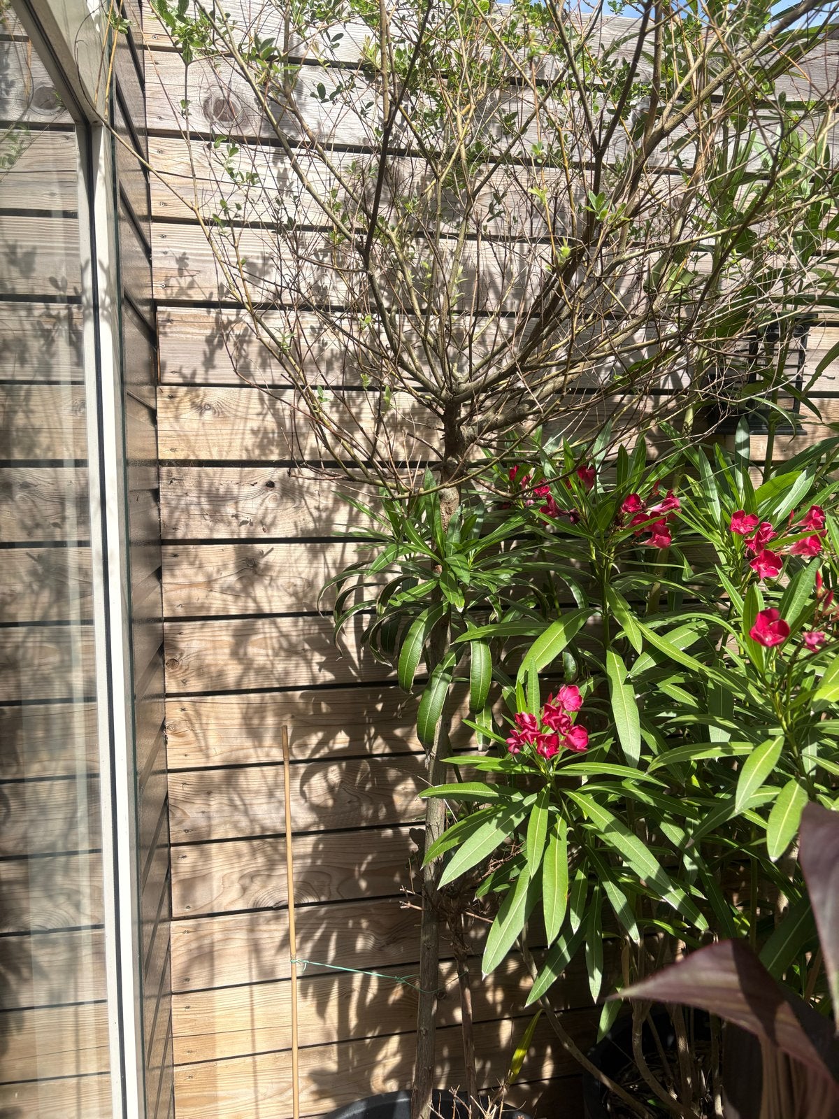 Boom gratis af te halen in Schiedam, Tuin en Terras, Lente, 100 tot 250 cm, Volle zon, In pot