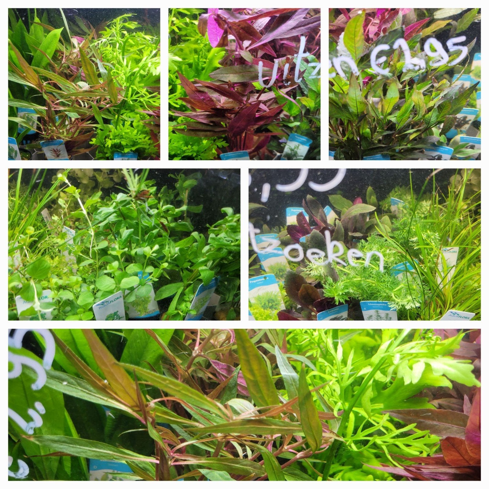 Hobbyaquarium planten gehele assortiment uitzoeken €2.95, Ophalen, Hobbyaquarium, Overige typen, Nieuw