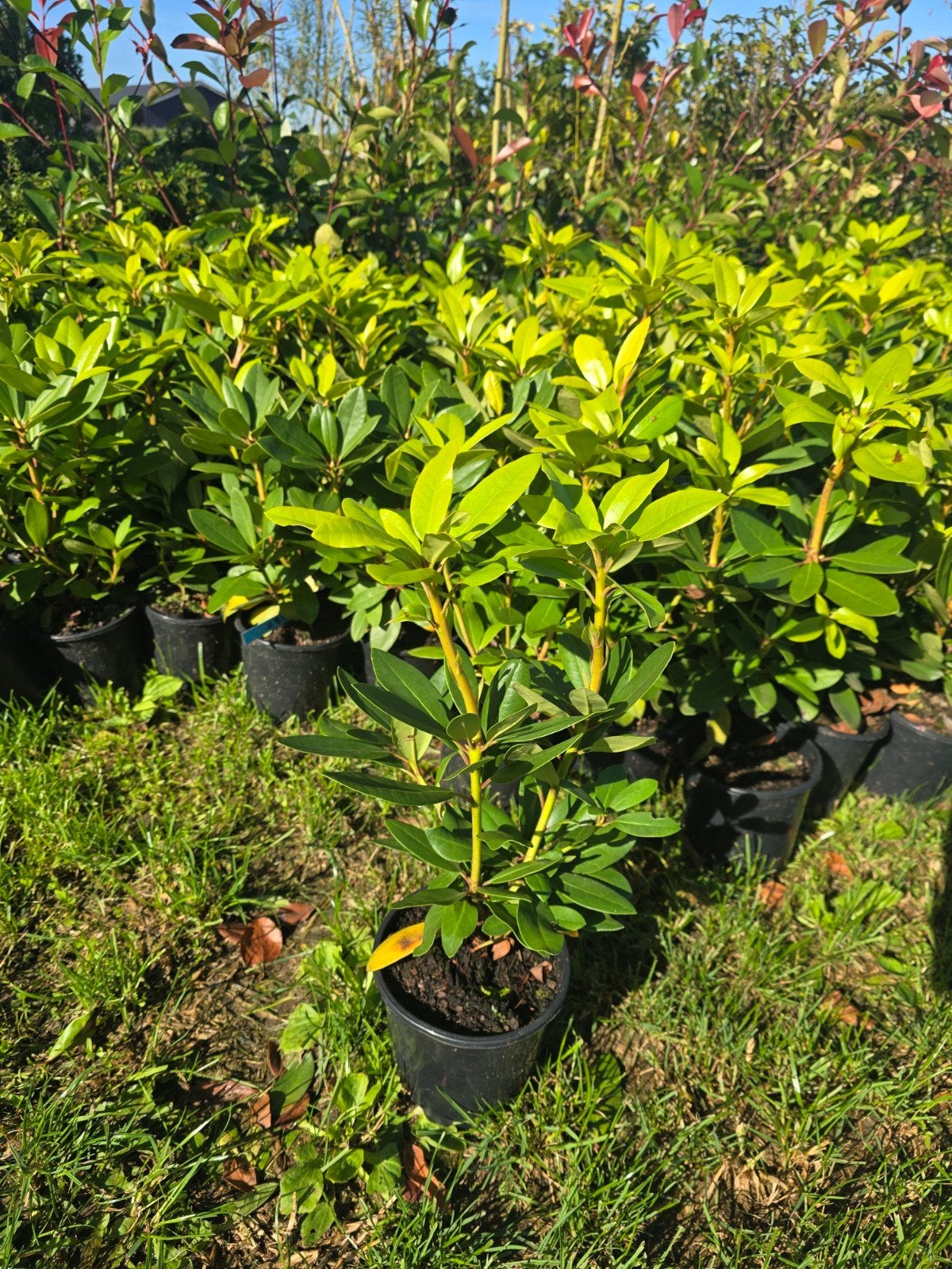 Rhododendrons te koop - 30cm, diverse kleuren, Tuin en Terras, Vaste plant, Halfschaduw, Lente, Ophalen
