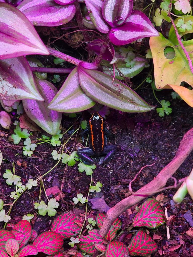 Phyllobates vittatus Frog - unknown for sale from jeffrey