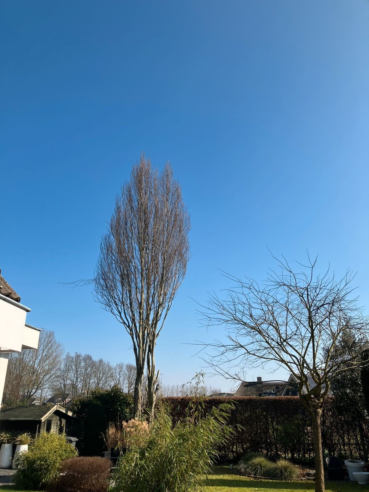 Boom zagen gratis, haardhout brandhout, Ophalen of Verzenden, Overige houtsoorten