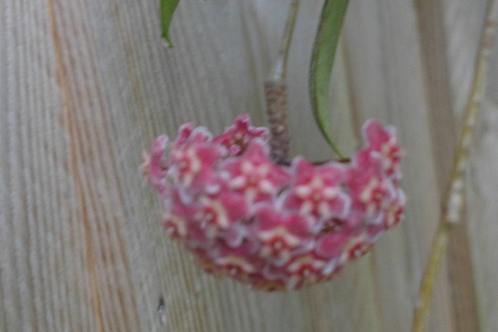 hoya donkerroze bloemen, Ophalen, Overige soorten, Halfschaduw, In pot