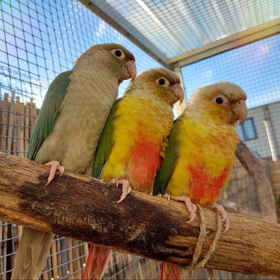 Parkieten & Papagaaien Opvang🦜 (Met liefde & kleinschalig), Meerdere dieren, Parkiet