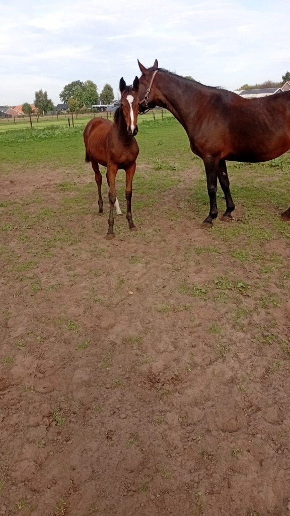 te koop spring gefokt merrie veulen, Merrie, Springpaard, Minder dan 160 cm, Met stamboom