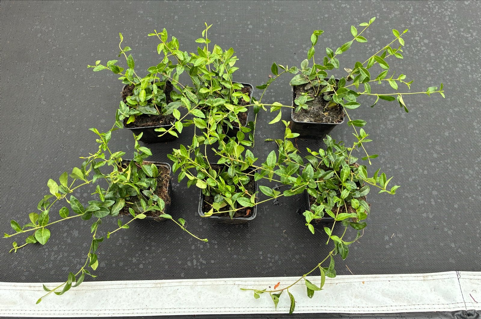 Vinca minor - Kleine maagdenpalm (6 plantjes), Ophalen, Bodembedekkers, Vaste plant, Halfschaduw