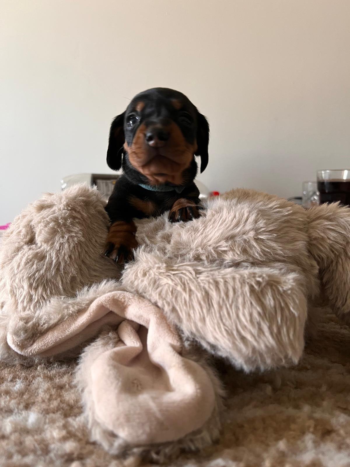 Hele mooie teckel pups, Dieren en Toebehoren, Honden | Teckels en Dashonden, Kaninchen, 8 tot 15 weken, Korthaar, Parvo