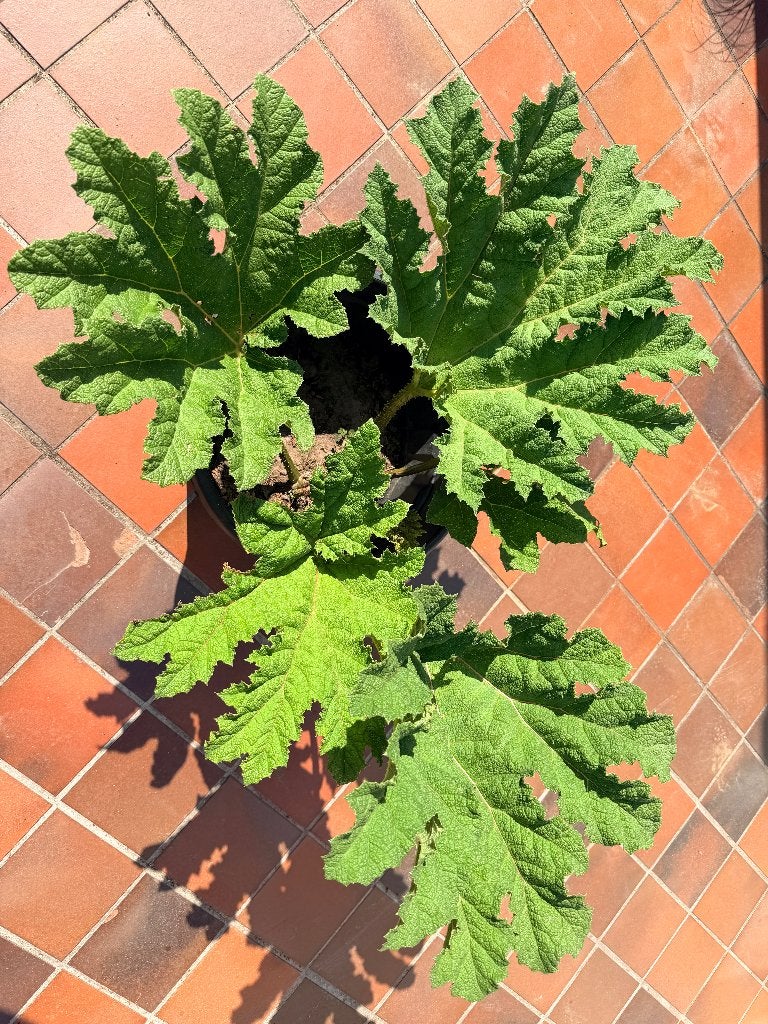 Gunnera manicata, Ophalen, Vaste plant, Overige soorten, Halfschaduw