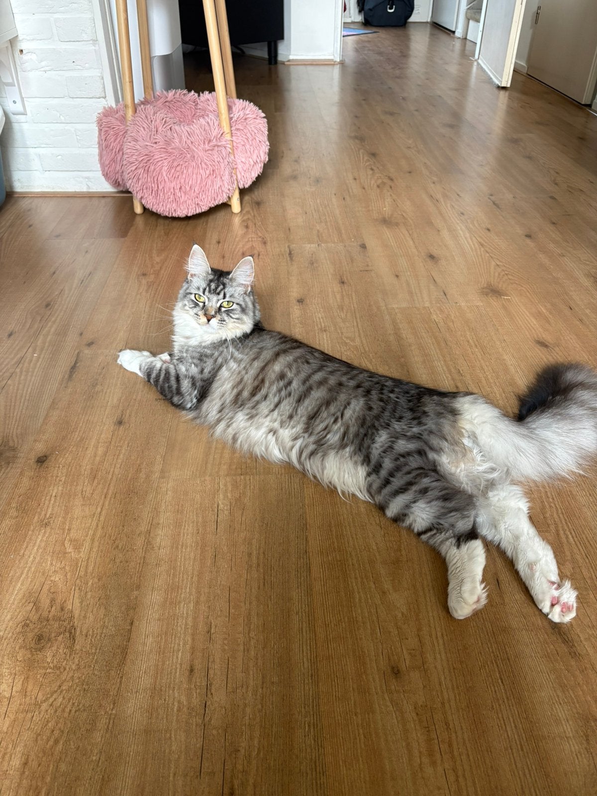 Jonge polydactyl Maine Coon poes met stamboom, Dieren en Toebehoren, Poes, Met stamboom, 0 tot 2 jaar
