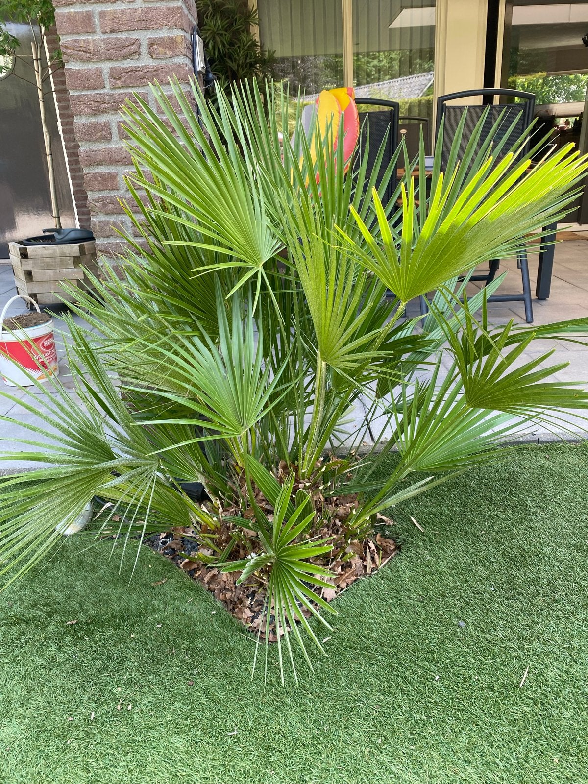 Europese dwergpalm (Chamaerops humilis), Volle zon, Vaste plant, Bloeit niet, Ophalen