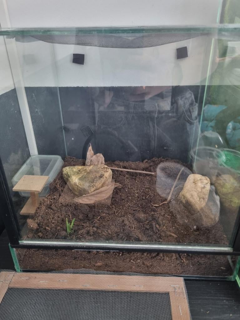 30x30x30 tarrarium, Dieren en Toebehoren, Reptielen en Amfibieën | Toebehoren, Ophalen