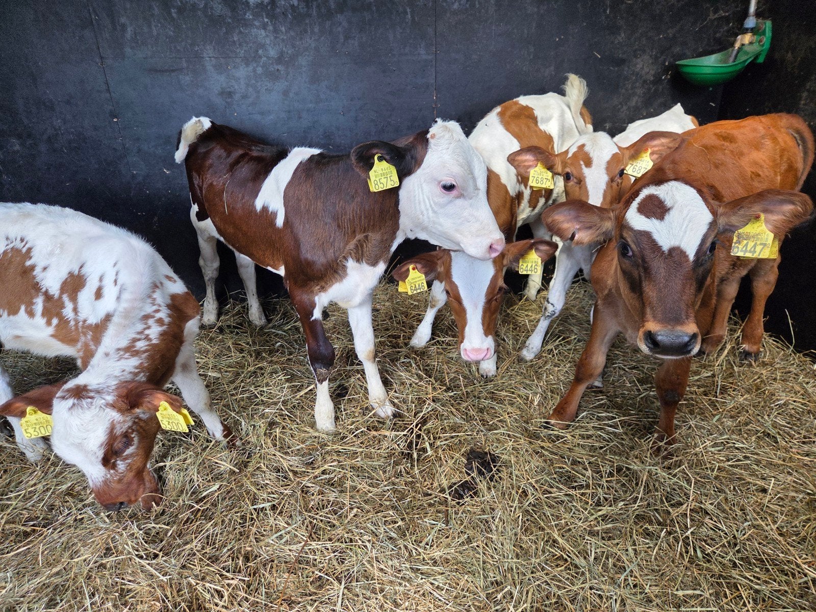 Mooie kalveren 13 weken oud, Dieren en Toebehoren, Vrouwelijk