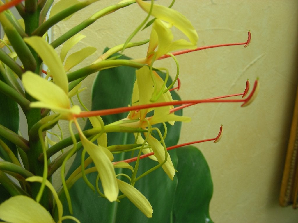 diverse siergembers hedychiums mooie bloemen  jungle tuin, Ophalen, Gehele jaar, Halfschaduw