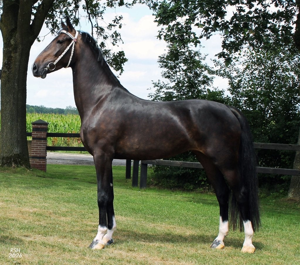 Tuigpaard, Dieren en Toebehoren, Paarden, Merrie, 3 tot 6 jaar
