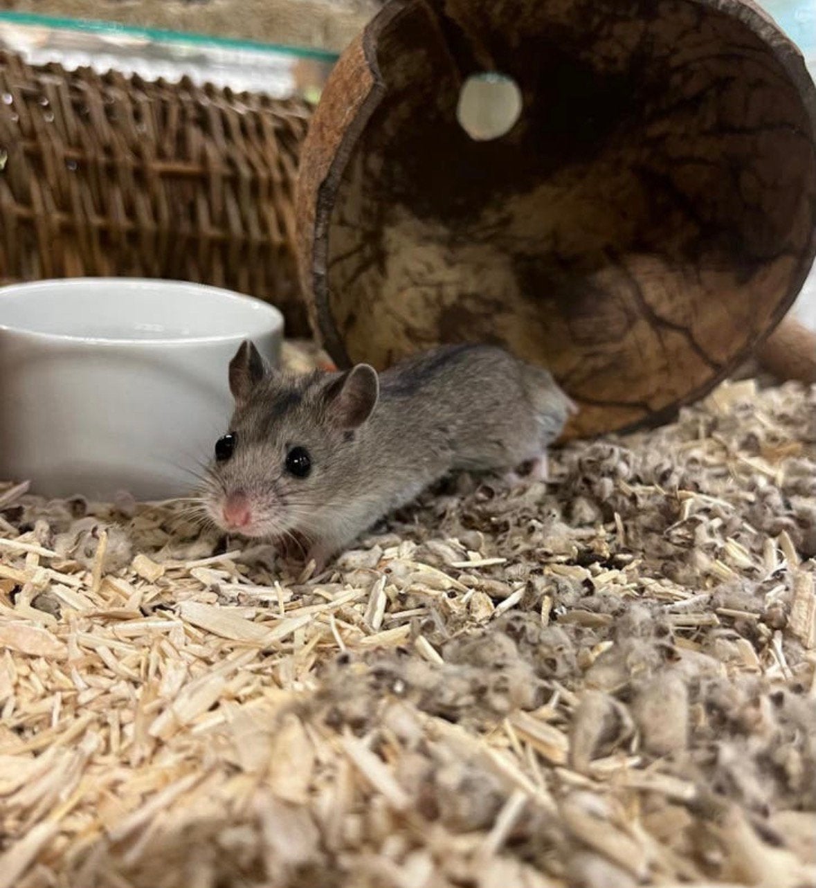 Chinese dwerghamsters man, Hamster, Maart, Mannelijk, Tam