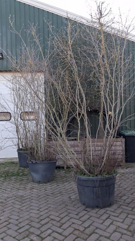 Amelanchier lamarckii meerstammige krenten 400cm hoog!, Ophalen of Verzenden, Overige soorten, Struik, 250 cm of meer