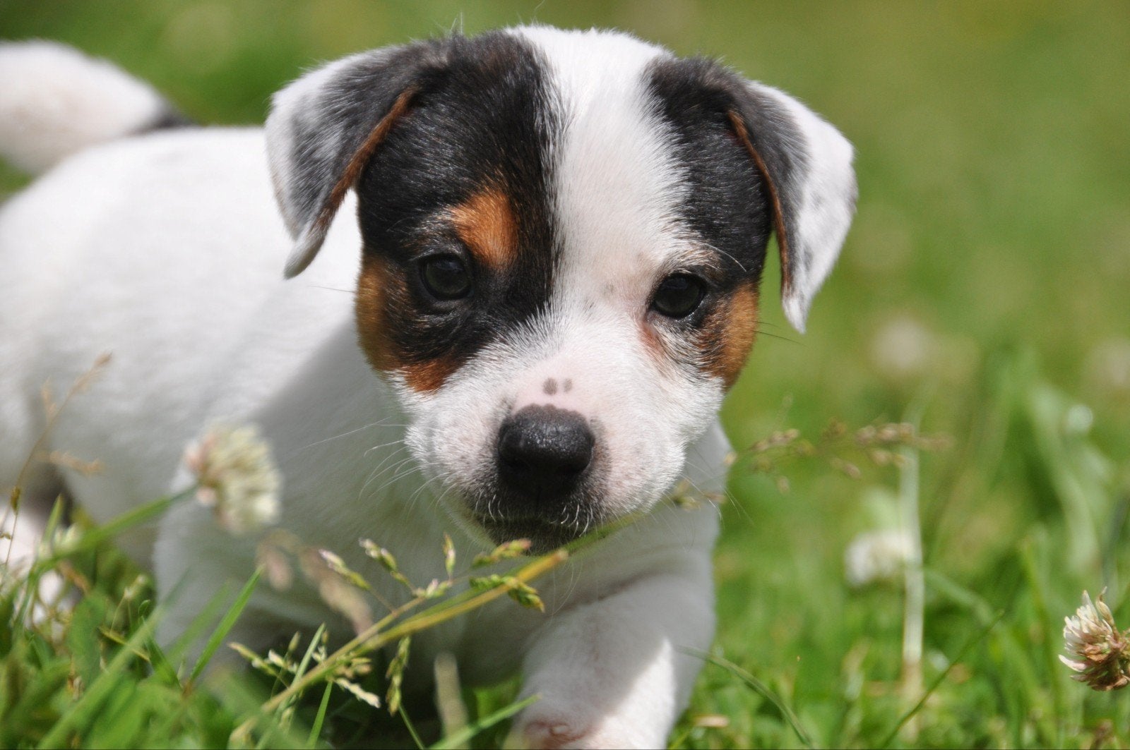 Kleine, laagbenige, gladharige Jack Russel pups., Parvo, Jack Russell Terriër, 8 tot 15 weken, Meerdere