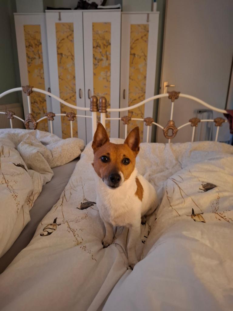 Jack russel X Markiesje pups, Dieren en Toebehoren, 8 tot 15 weken, Teef, Meerdere, Klein
