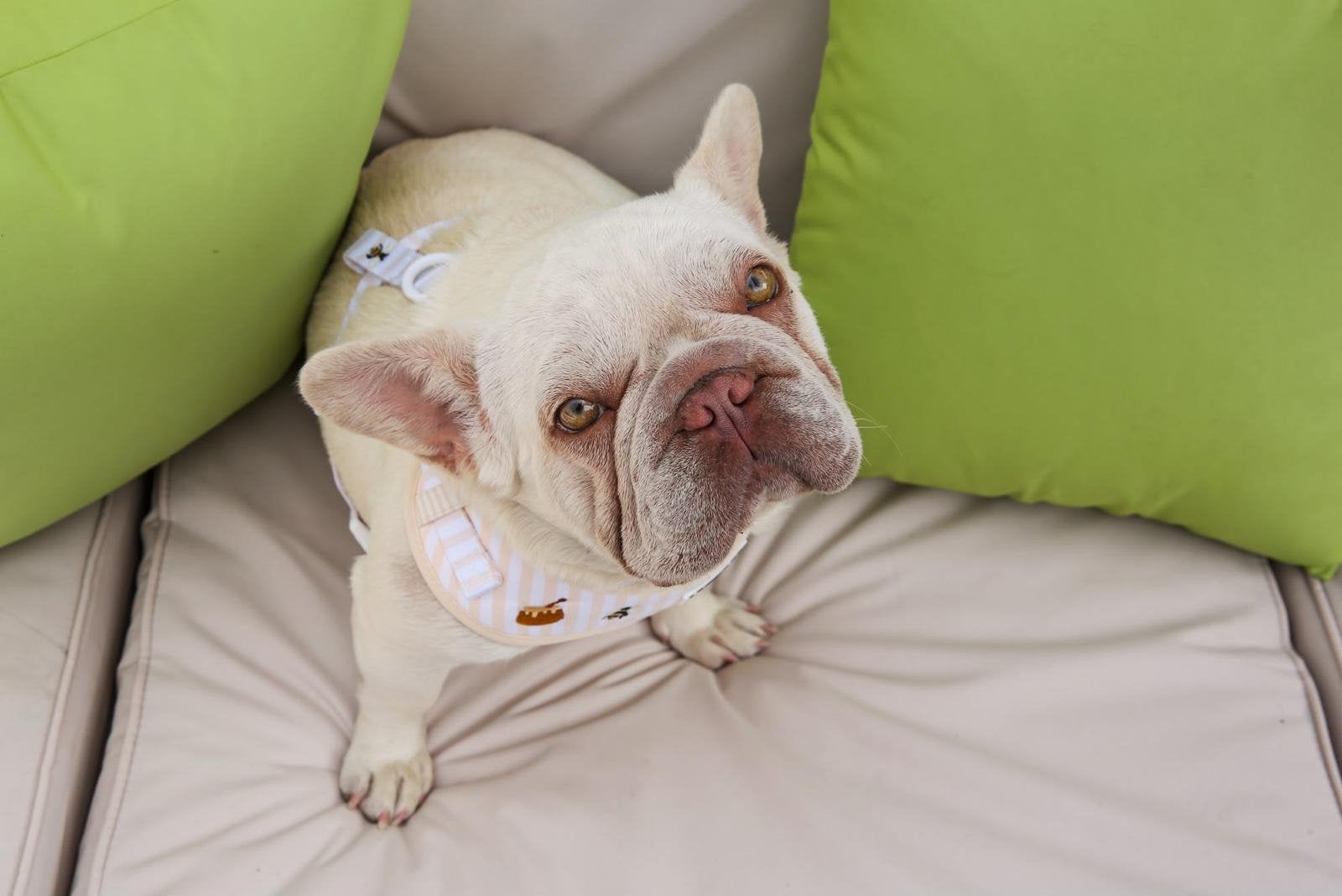 MISS HONEY - LOOKING FOR HER FOREVER HOME, Dieren en Toebehoren, 1 tot 2 jaar, Parvo, Teef, Bulldog