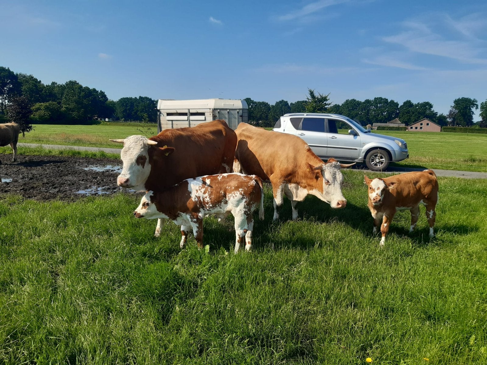 Te koop luxe stellen Fleckvieh en Verbeterd roodbont, Meerdere dieren