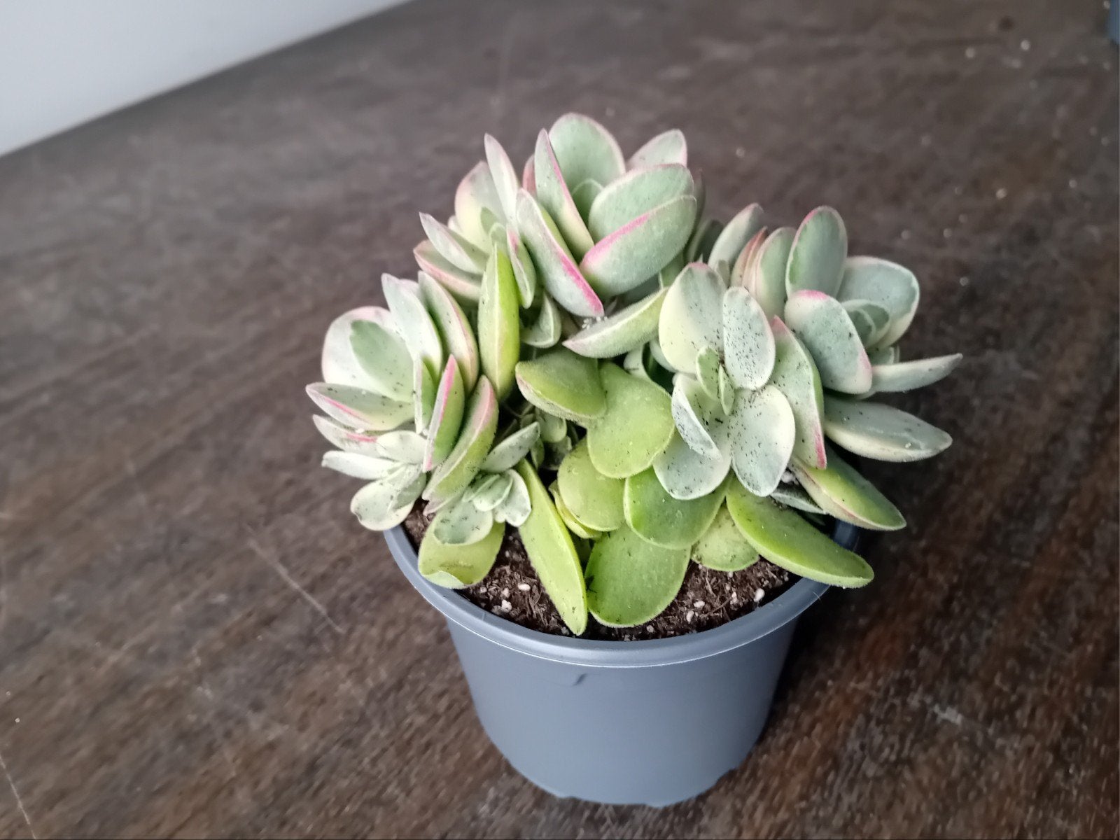 Vetplantje 15cm zeldzame crassula, Huis en Inrichting, Kamerplanten, Ophalen, Overige soorten, In pot, Minder dan 100 cm