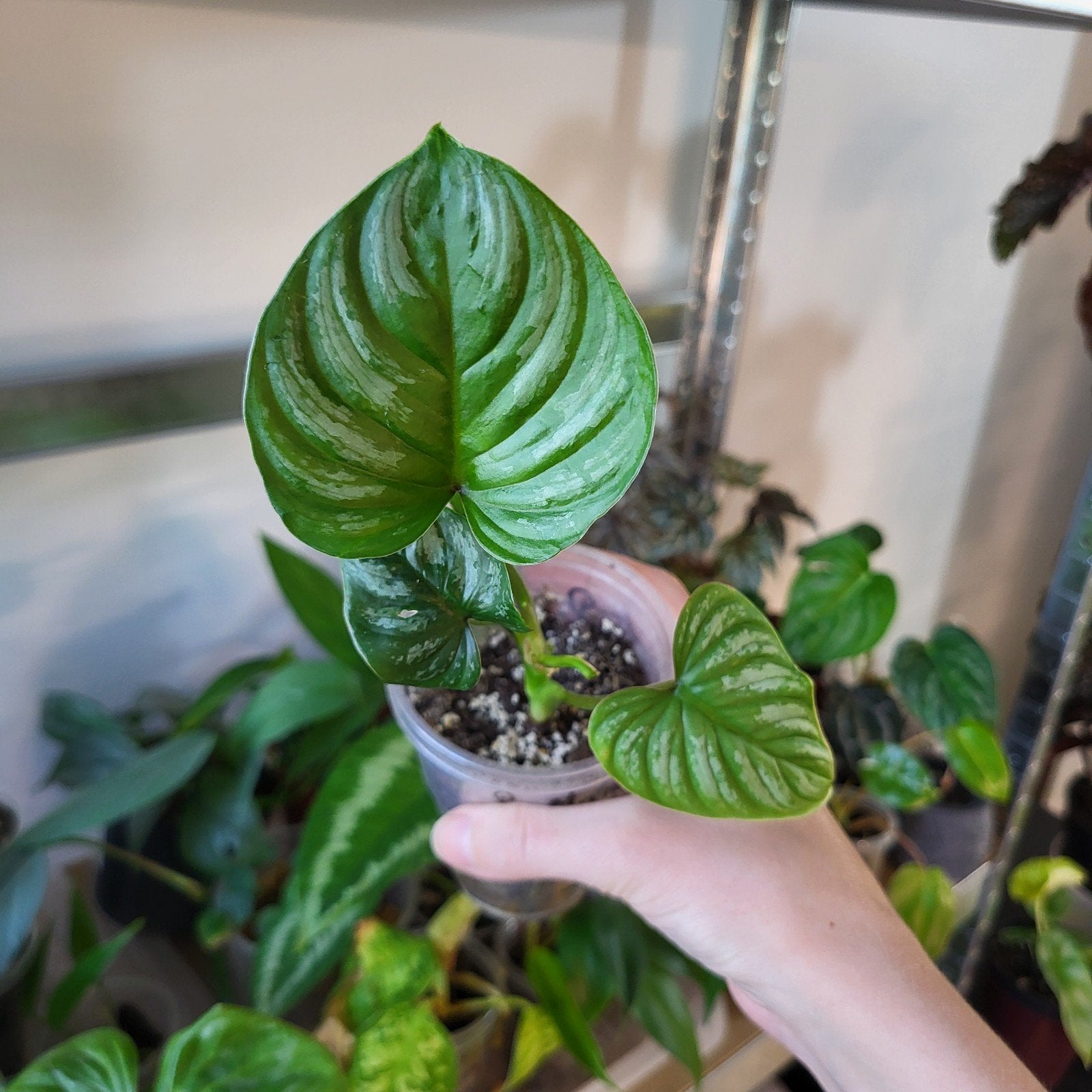 Philodendron mamei, Huis en Inrichting, Kamerplanten, Ophalen of Verzenden, Halfschaduw, Minder dan 100 cm