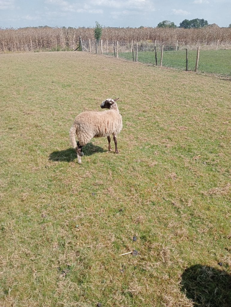 Schaap, Dieren en Toebehoren, Schapen, Geiten en Varkens, Vrouwelijk, Schaap, 0 tot 2 jaar