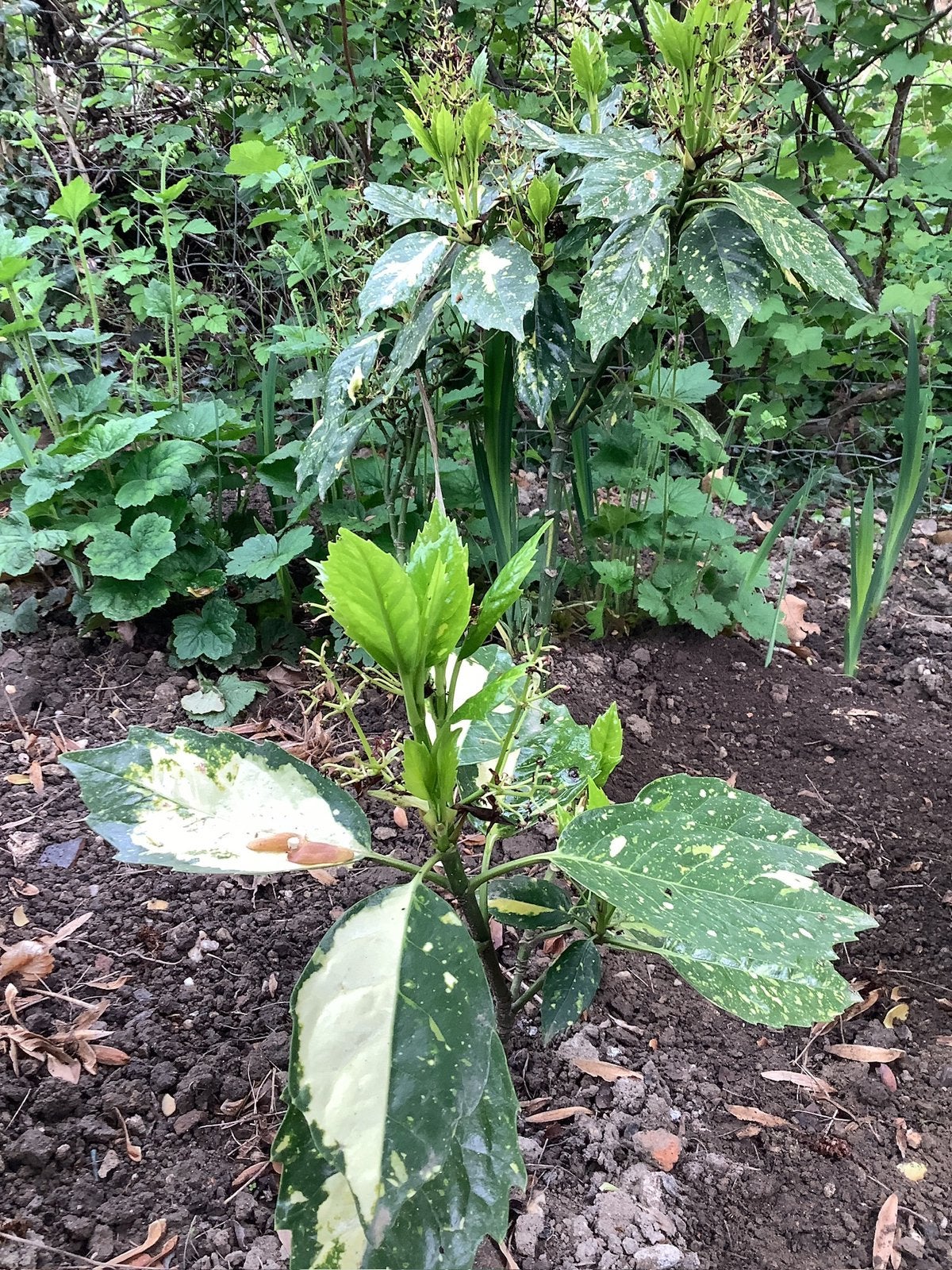 jonge Aucuba’s, Tuin en Terras, Planten | Tuinplanten, Ophalen, Vaste plant, Overige soorten, Volledige schaduw