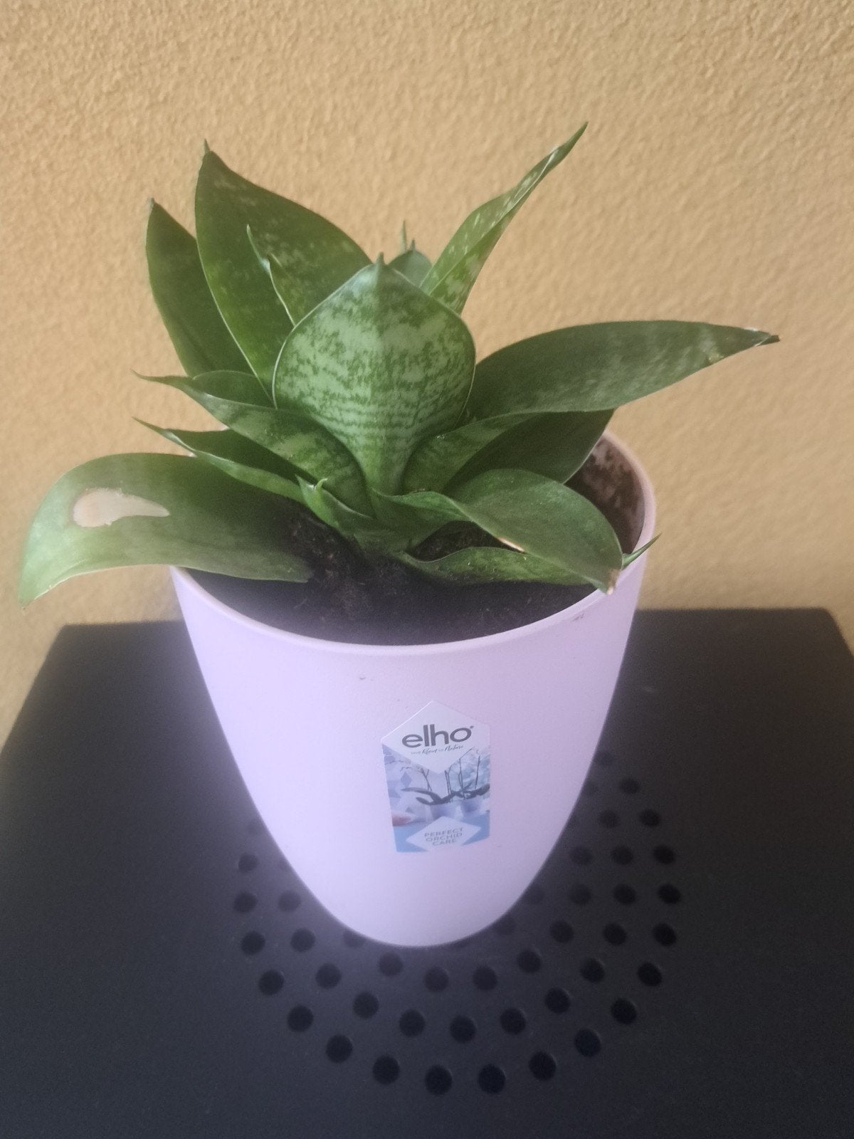 Sansevieria in roze Elho pot, Overige soorten, In pot, Minder dan 100 cm, Groene kamerplant