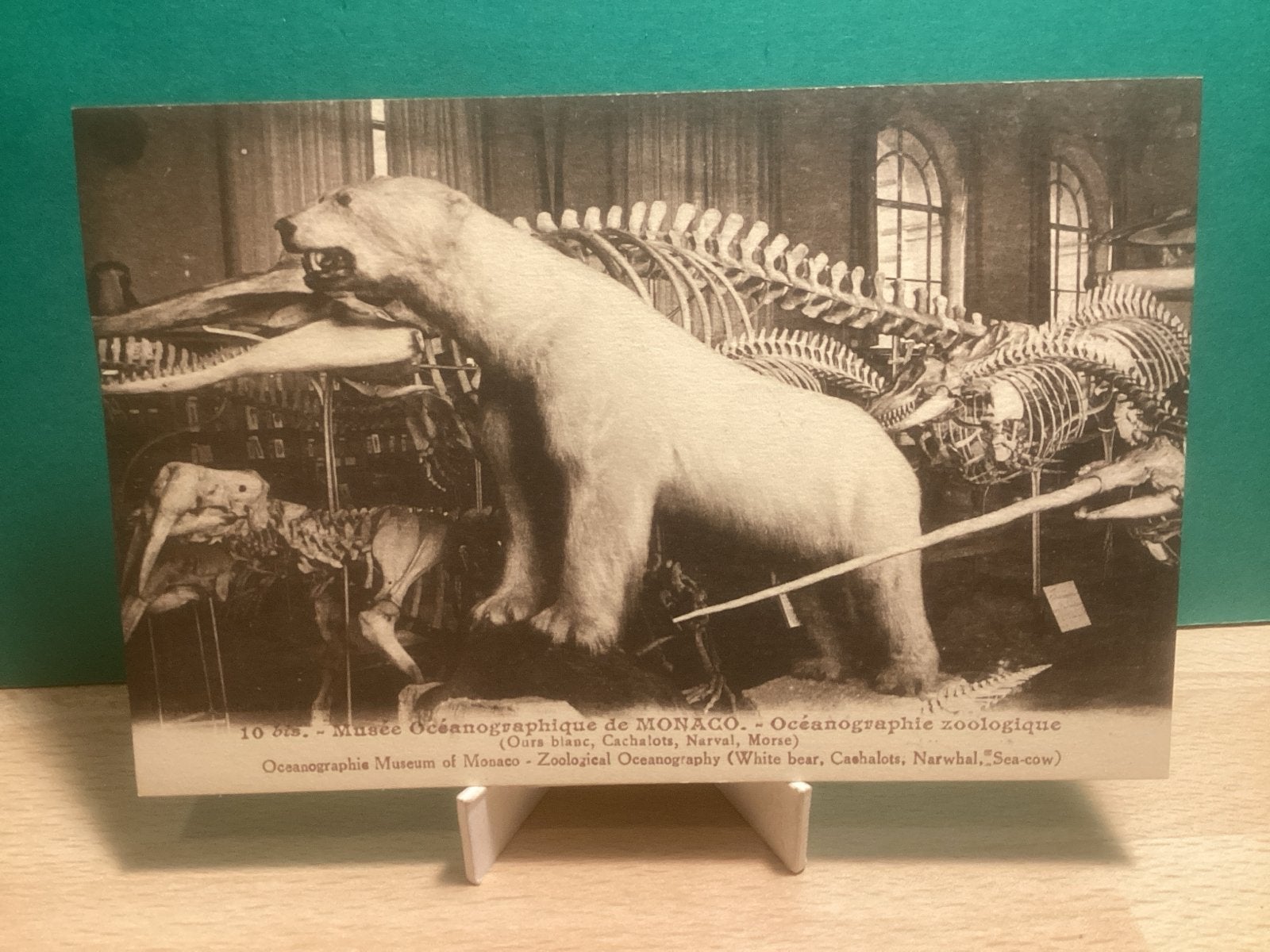 Monaco Oceanografisch Museum - ijbeer.   747, Verzamelen, Ophalen of Verzenden, Voor 1920, Gelopen, Natuur