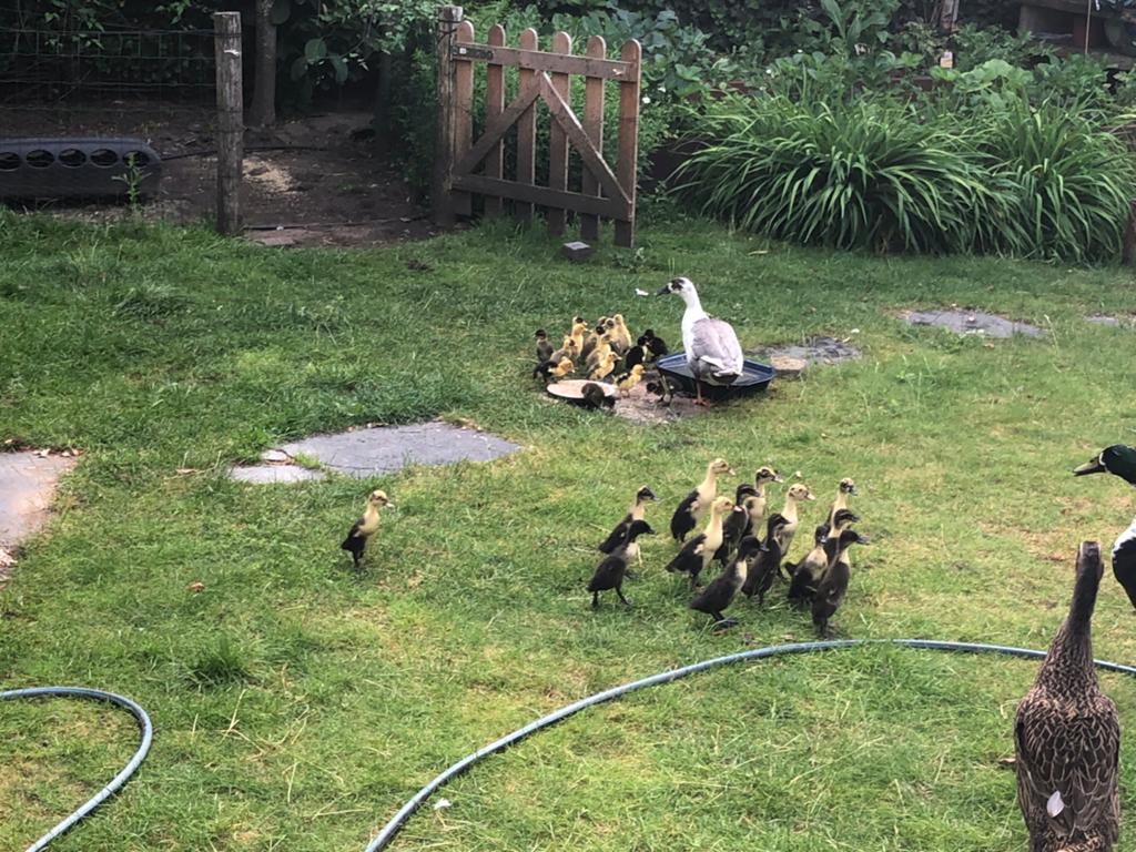 Loopeendjes tekoop, Dieren en Toebehoren, Pluimvee, Geslacht onbekend, Eend