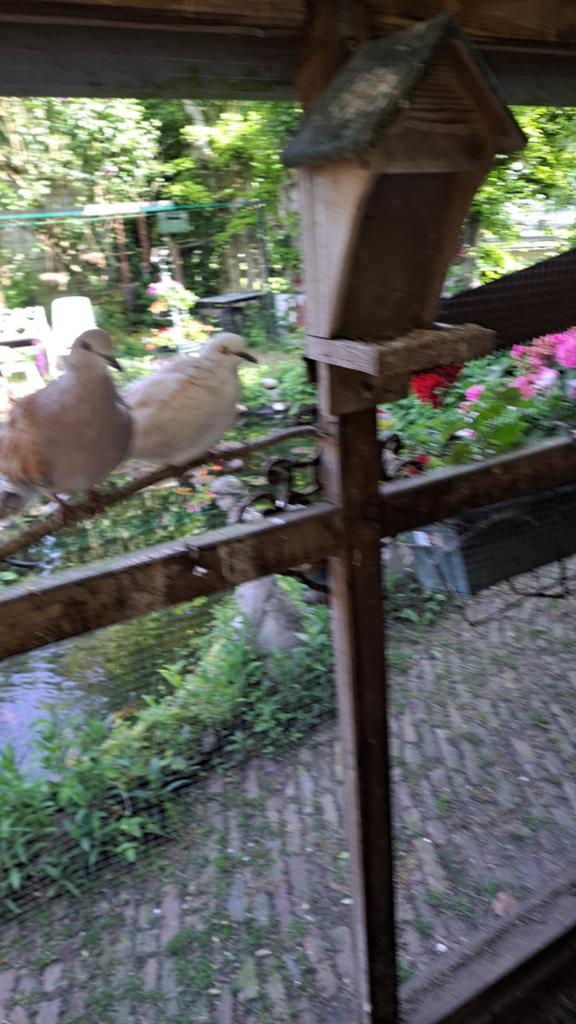Bonte tortelduiven, Dieren en Toebehoren, Vogels | Duiven, Meerdere dieren