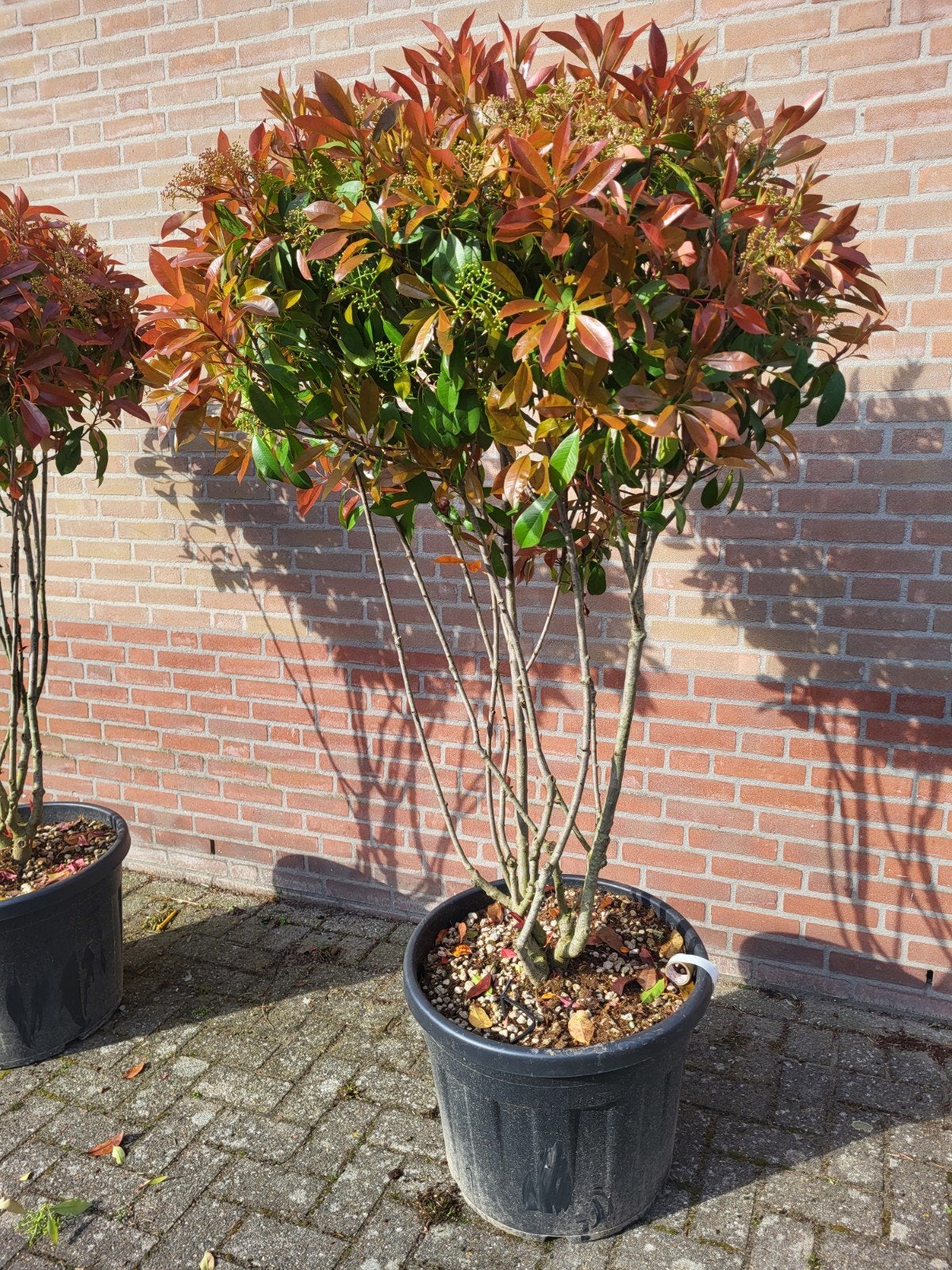 mooie meerstammige photinia red robin !!, Ophalen of Verzenden, Overige soorten