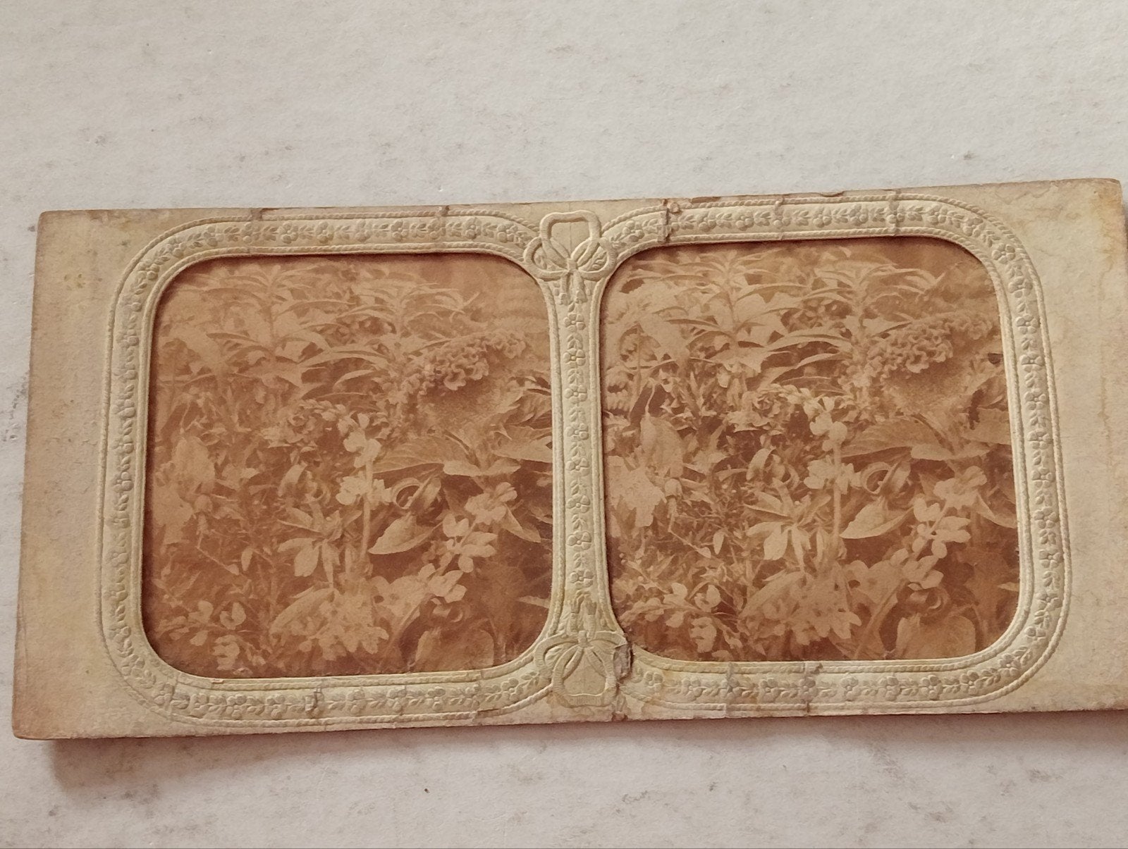 Zeer oude stereofoto met planten, Ophalen of Verzenden, Voor 1940, Gebruikt