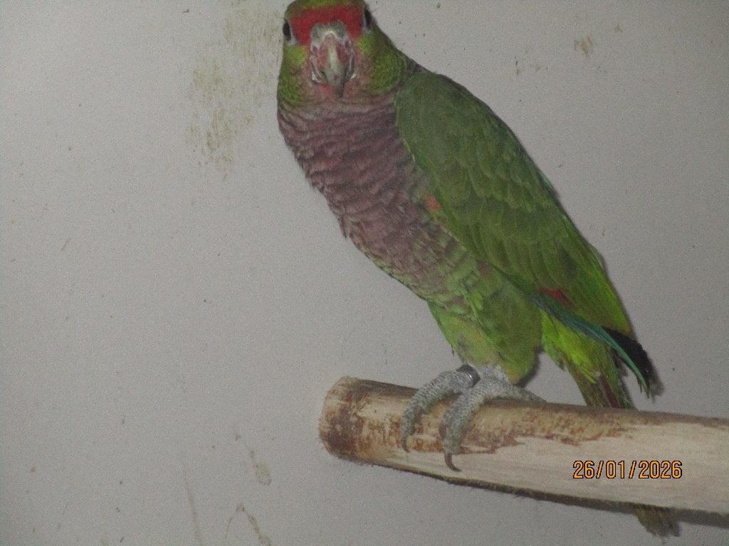 amazone, Geslacht onbekend, Papegaai