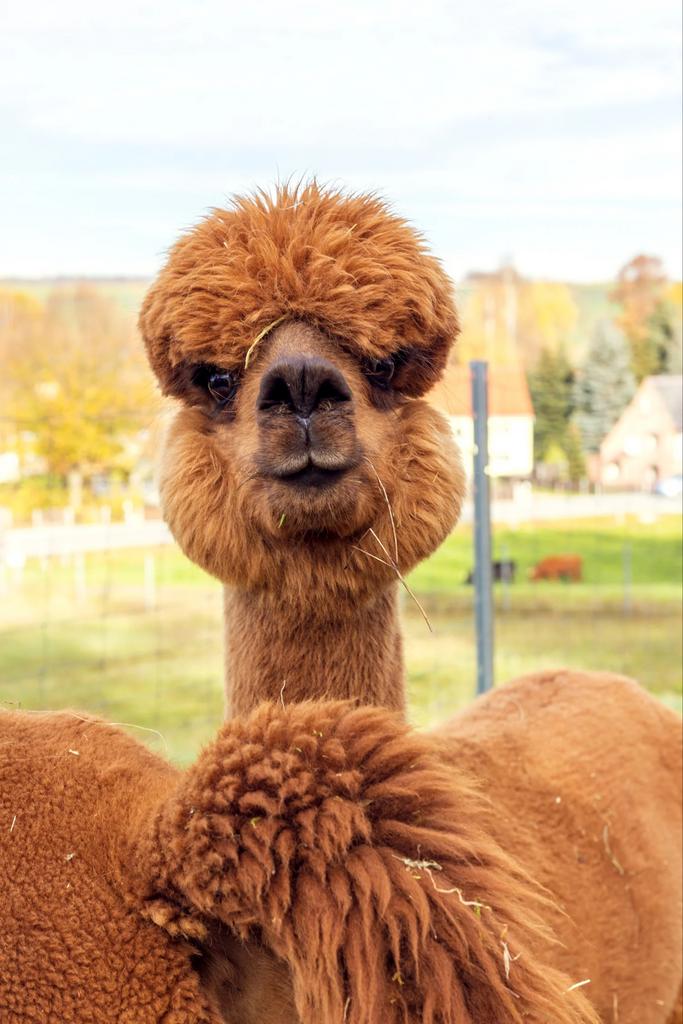 Alpaca’s, Dieren en Toebehoren, Januari, Mannelijk