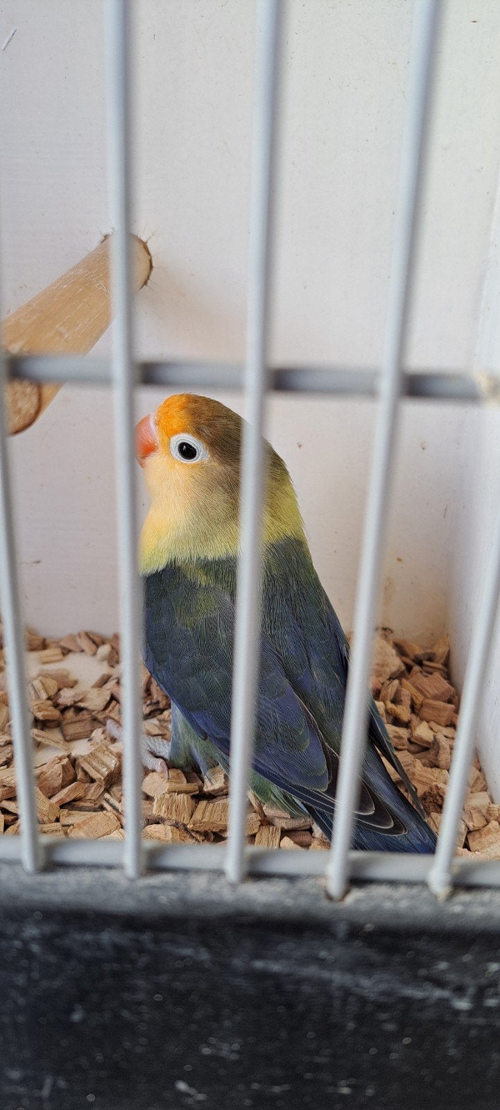 Agapornis Ficheri Yellow Face x Turguoise Euwing, Geslacht onbekend, Dwergpapegaai of Agapornis