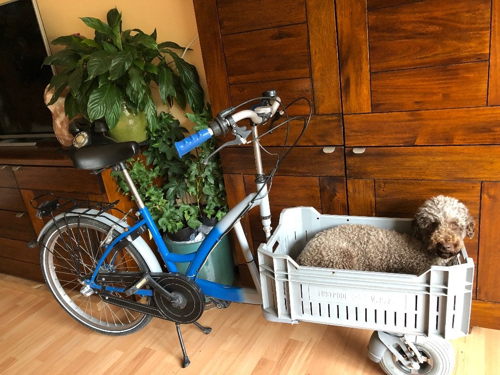 Honden bakfiets, Vervoerfiets, Fietsen en Brommers, Fietsen | Bakfietsen, Ophalen, Zo goed als nieuw, 1 kind