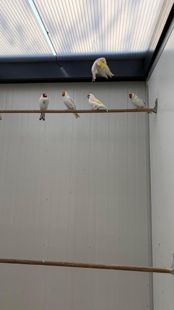 Majoor putters, Dieren en Toebehoren, Vogels | Overige Vogels, Meerdere dieren, Wildzangvogel, Geringd