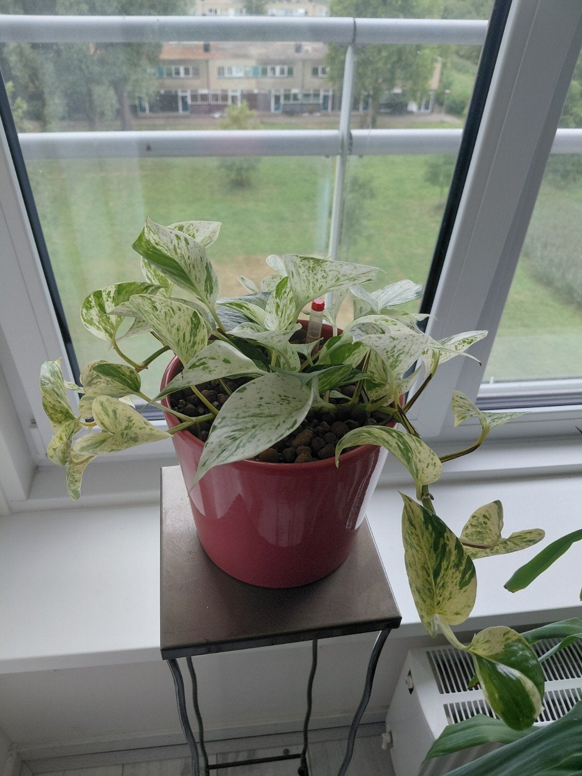 Mooie Pothos Marble Queen in pot, Huis en Inrichting, Kamerplanten, Overige soorten, In pot, Minder dan 100 cm, Groene kamerplant