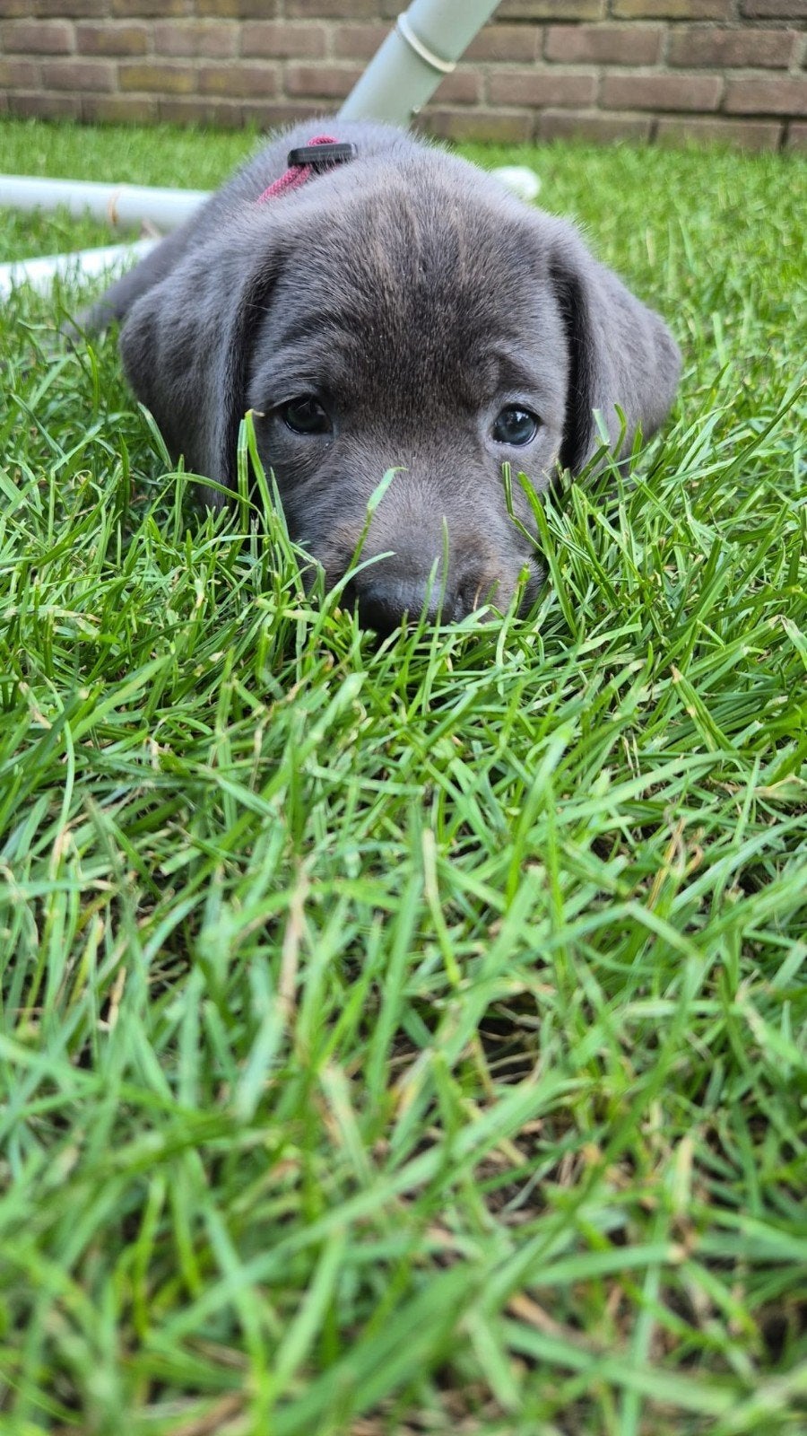 Nog 1 mooie Labmaraner pup, lijkt charcoal (houtskool), Dieren en Toebehoren, Honden | Niet-rashonden, Parvo, 8 tot 15 weken, Groot