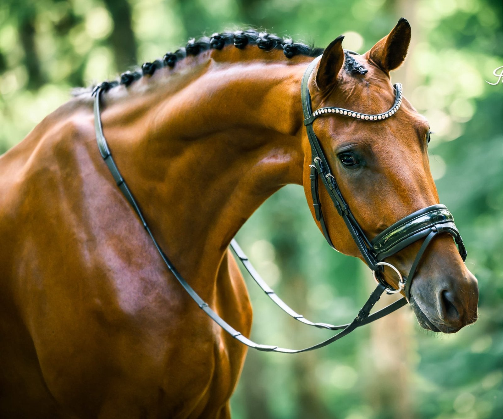 🌟Geschikt voor vele ruiters! Sportief/recreatief!, Dieren en Toebehoren, Paarden, Met stamboom, Ruin, Dressuurpaard, 170 tot 175 cm