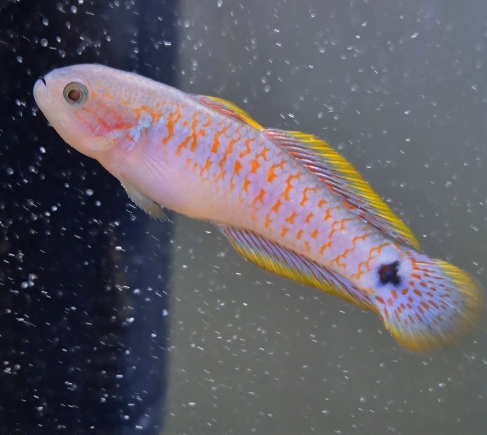 Pauwooggrondel (Tateurndina ocellicauda), Vis, Zoetwatervis