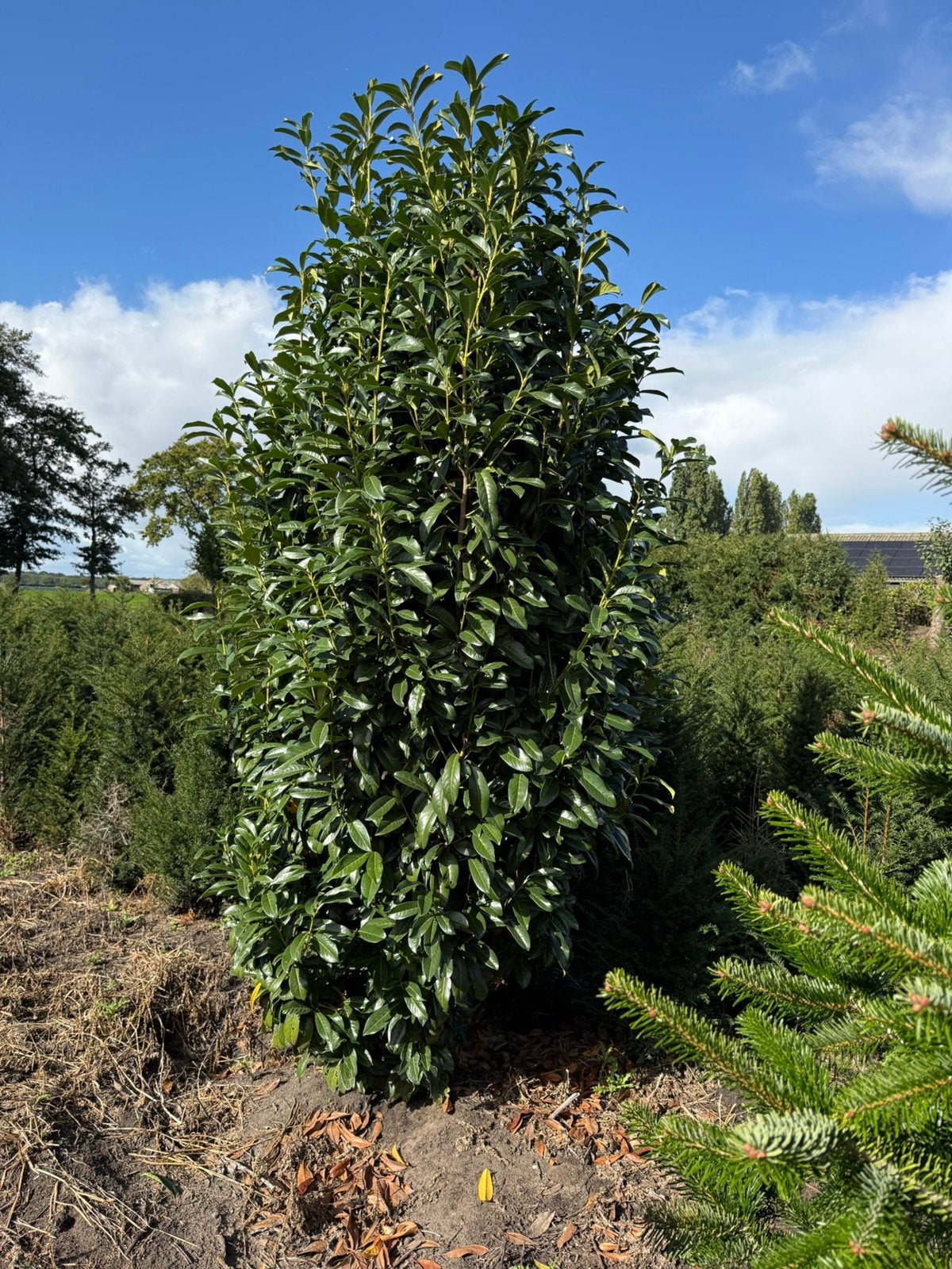 Zeer grote laulier genolia 2,0/2.5 plus groeit als zuil, Tuin en Terras, Bloeit niet, 100 tot 250 cm, Zuilboom, Ophalen