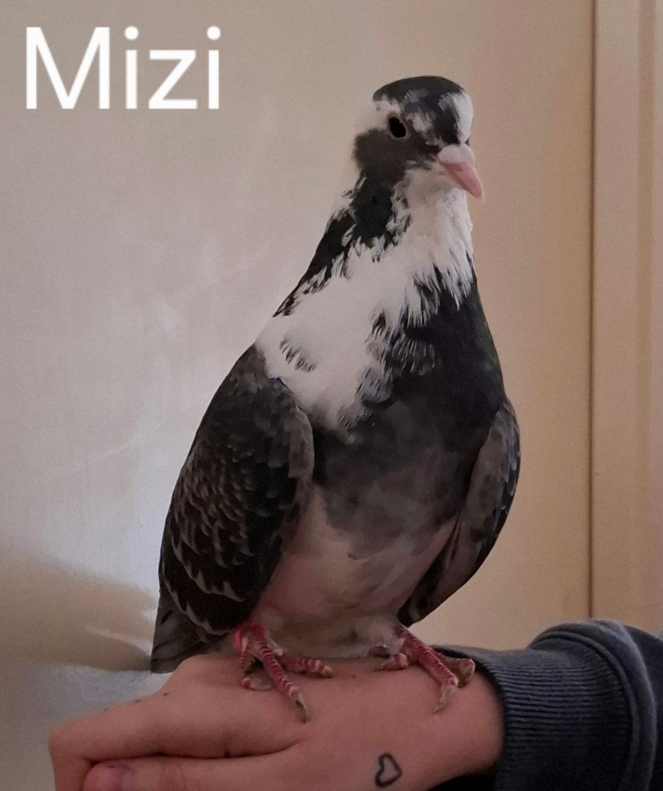 binnen duivenkoppel zoeken nieuw baasje!, Dieren en Toebehoren, Meerdere dieren, Overige soorten