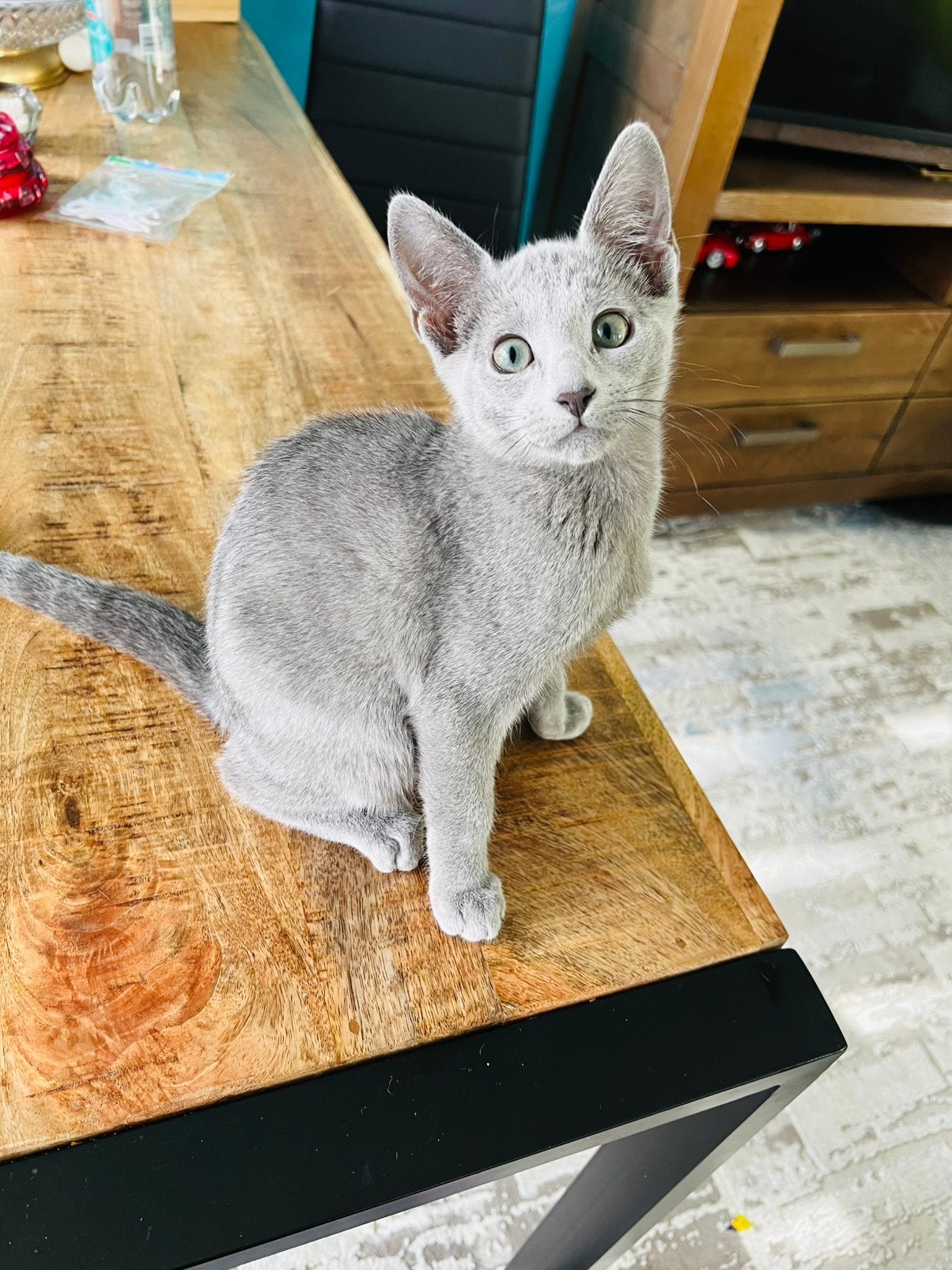 BLAUW RUS  kitten met STAMBOOM, Poes, Met stamboom, 0 tot 2 jaar